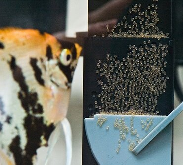 Angelfish Laying Eggs: What to Expect & How to Care