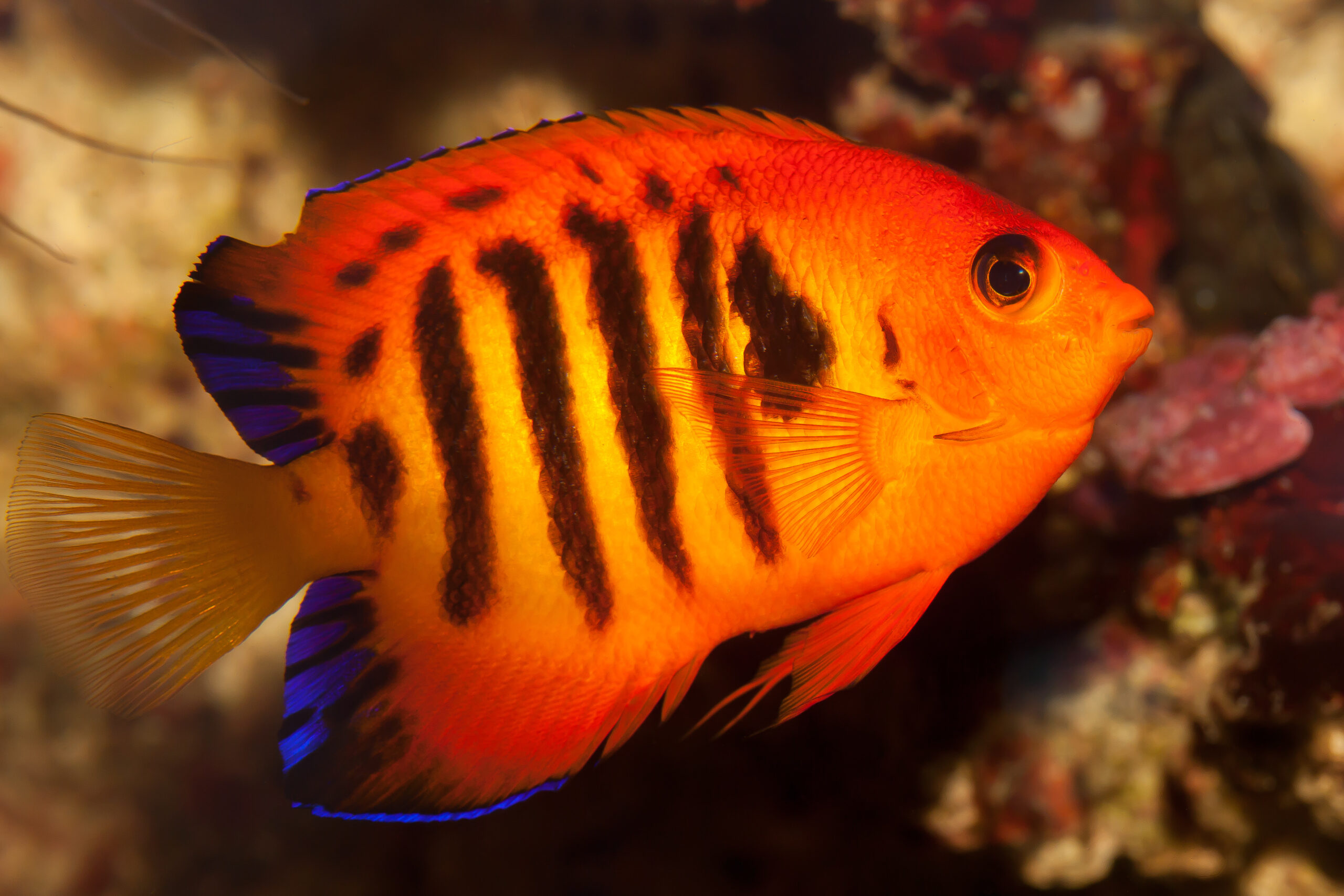 Angelfish Lifespan: How Long Do They Live in Captivity