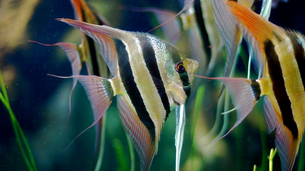 Angelfish Male or Female: Identifying Gender Made Easy