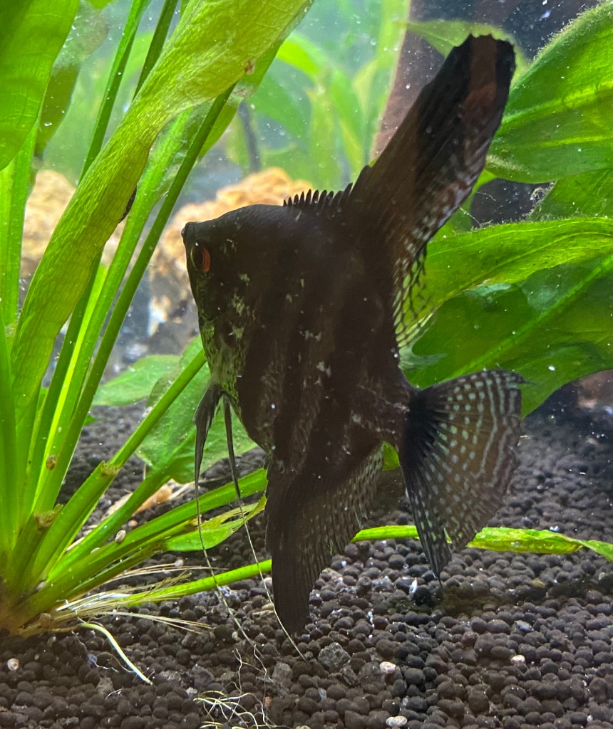 Angelfish Mating: Understanding Breeding Behavior