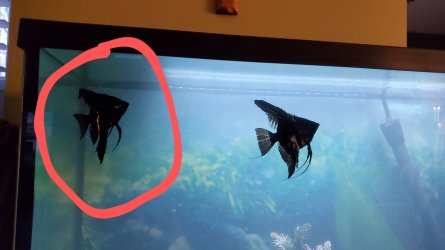 Angelfish Not Eating: Common Causes & Solutions