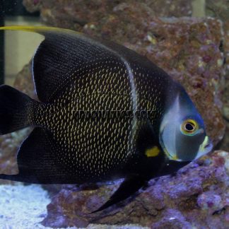 Angelfish Price Guide: Common to Rare Varieties