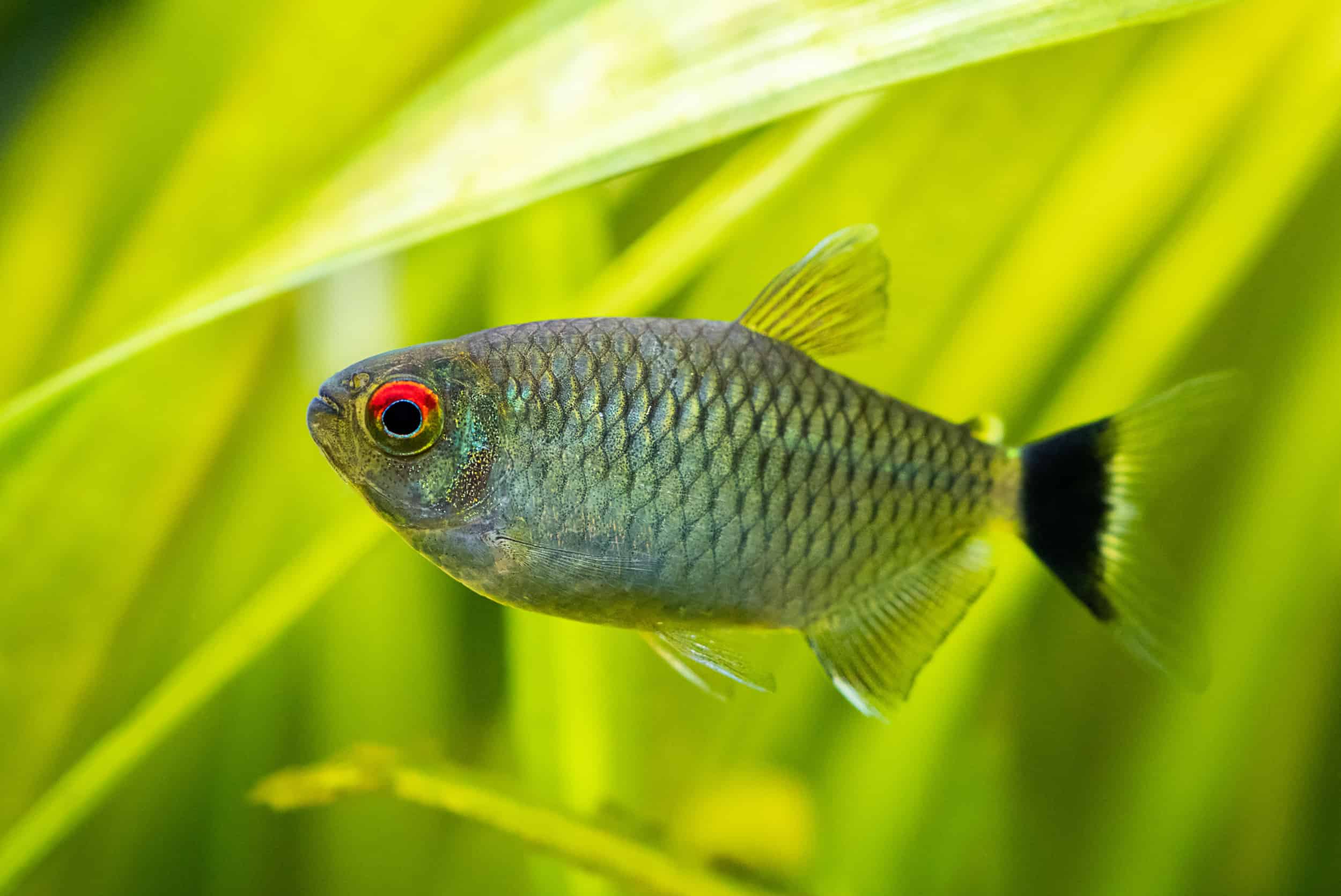 Angelfish Red Eyes: Causes and Treatment Guide