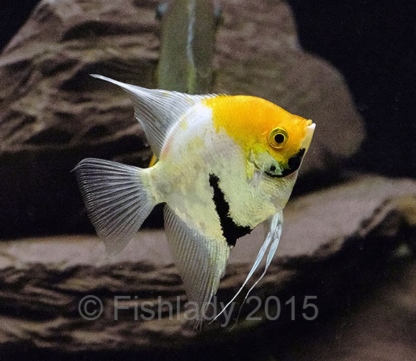 Angelfish Size Guide: Growth Stages and Maximum Length