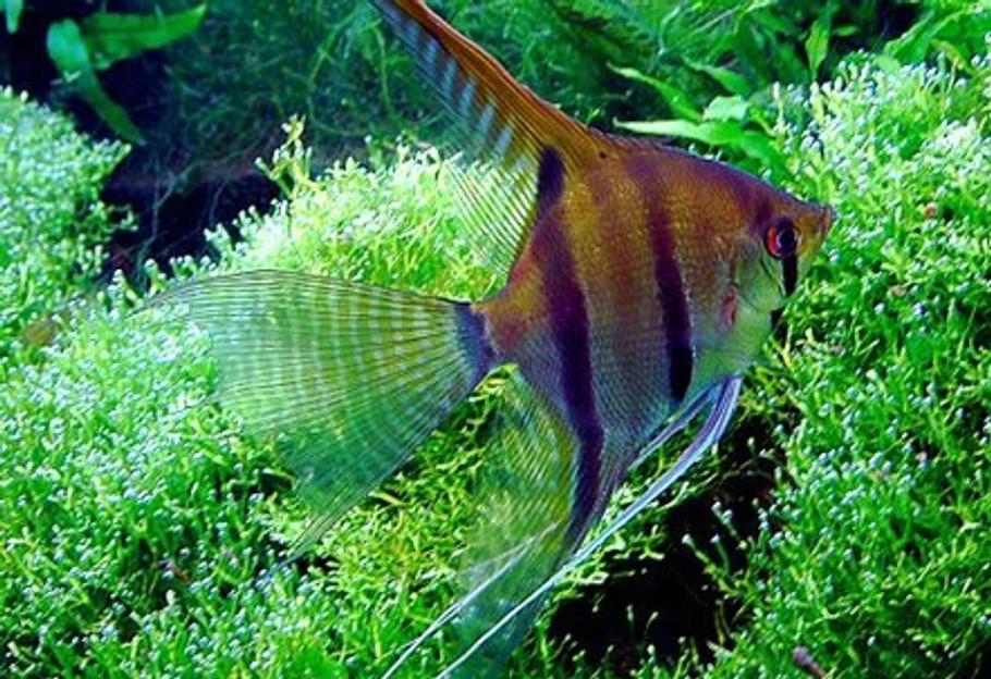 Angelfish Tank Mates: Best Compatible Fish for Your Aquarium