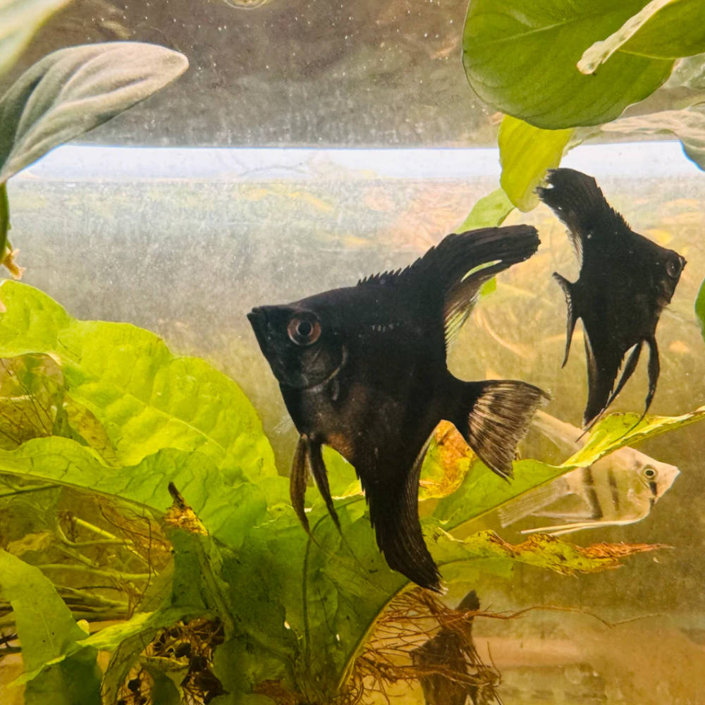 Angelfish Temperature Range for Perfect Health & Breeding